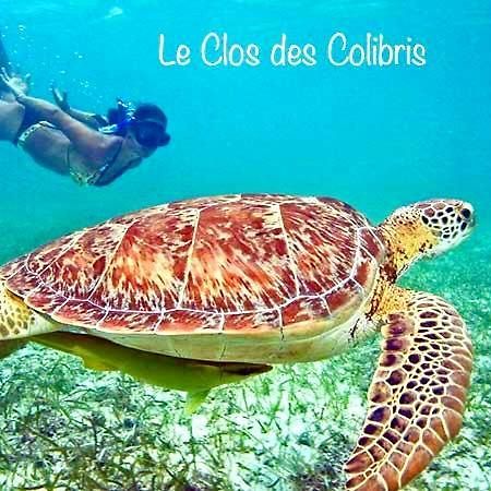 Lodge Colibris Piscine Privee Vue Panoramique Mer Et Montagne Pelee , 500 M Plage Dans Un Parc , Calme Assure Ideal Pour Decouvrir Le Nord Caraibes ル・カルベ エクステリア 写真